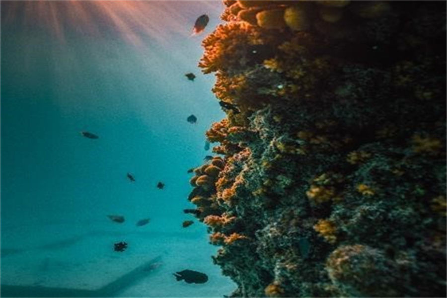 斯茹芬富士 - 半潜式艺术馆图片2 - Sirru Fen Fushi-Private Lagoon Resort  Art Gallery Photo 2