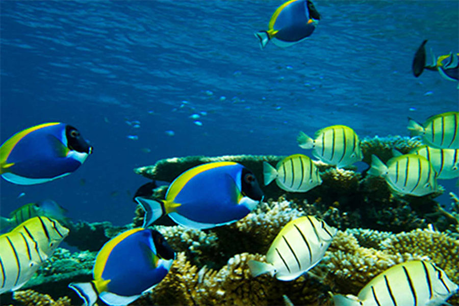 康杜玛 - 潜水图片2 - Holiday Inn Resort Kandooma Maldives  Diving Photo 2