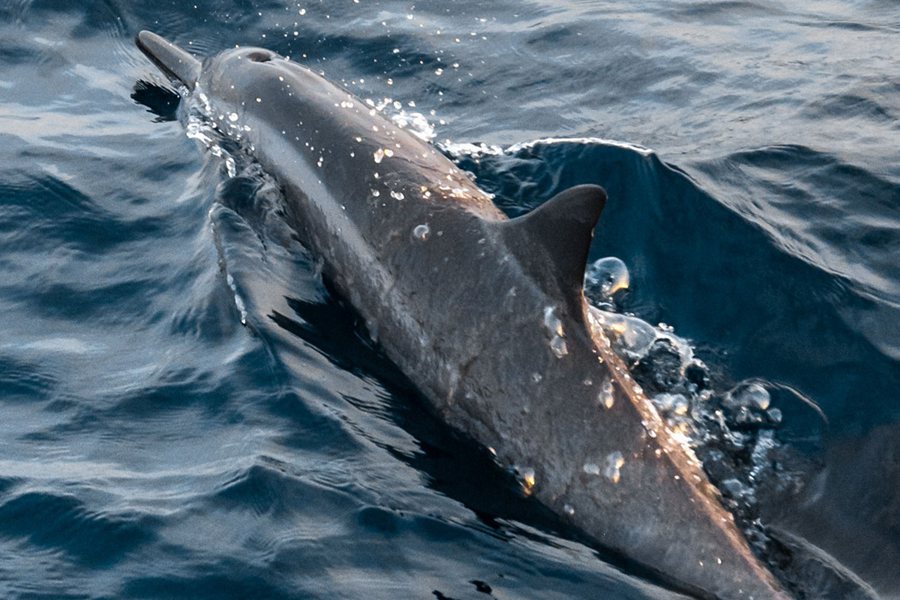 柏典 - 水上活动和潜水图片4 - Patina Maldives Water Sport Photo 4