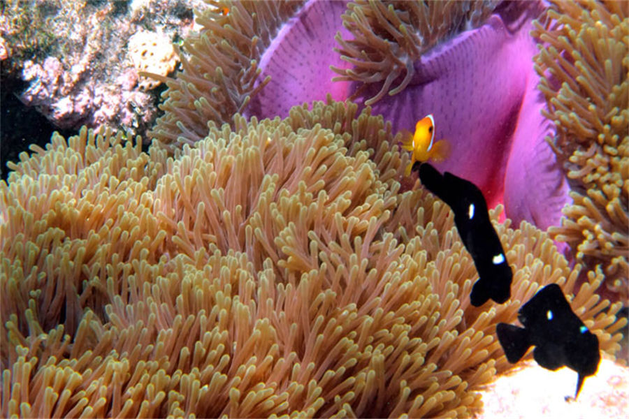 NH精选豪沃达岛 - 潜水中心和水上运动图片1 - NH Collection Maldives Havodda Resort Diving & Water Sports Photo 1