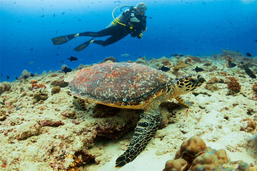 维拉私人岛 - 潜水图片4 - Velaa Private Island Maldives Diving Photo 4