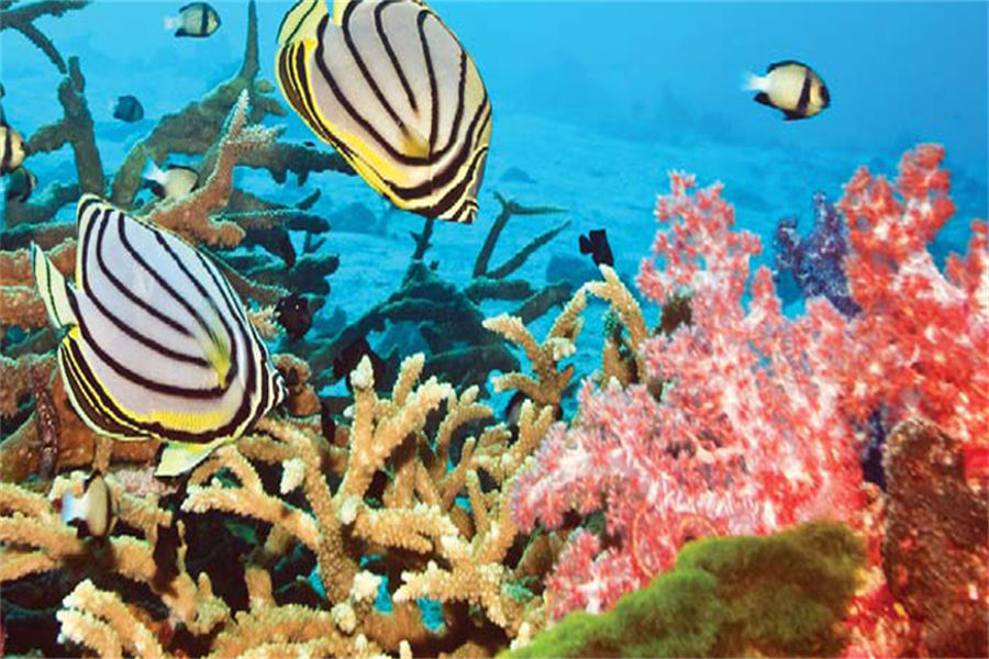 坎多卢 - 潜水图片3 - Kandolhu Island Resort Diving Photo 3