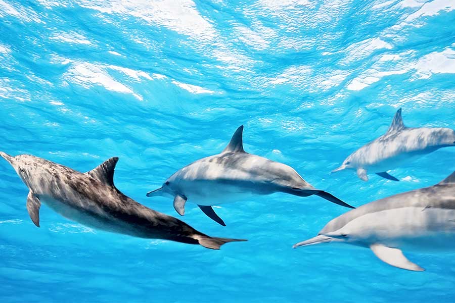 梦境岛 - 浮潜图片1 - Dreamland Island Diving Photo 1