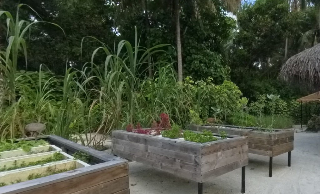 阿丽拉 - 香料花园图片2 - Alila Kothaifaru Maldives Spice Garden Photo 2