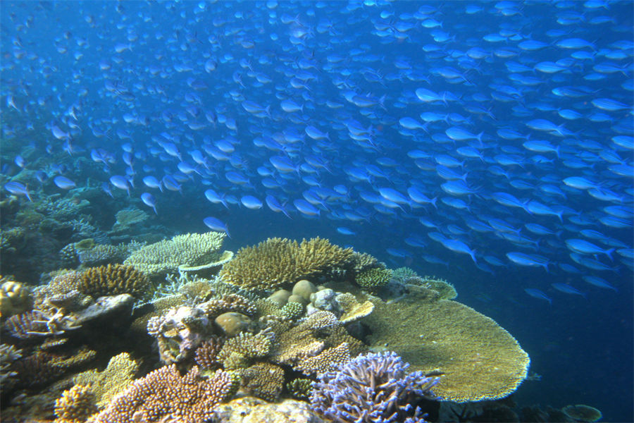 伊瑚鲁 - 潜水图片4 - Dhawa Ihuru Maldives Diving Photo 4