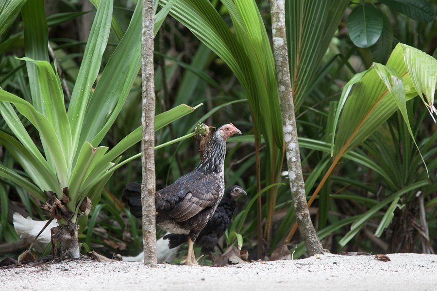 索尼娃富士 - 小精灵在身边图片4 - Soneva Fushi Wildlife Photo 4