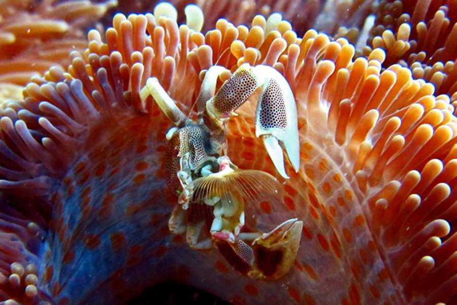 库达富士 -  浮潜和水上运动图片1 - Kudafushi Resort & Spa Diving & Watersports Photo 1