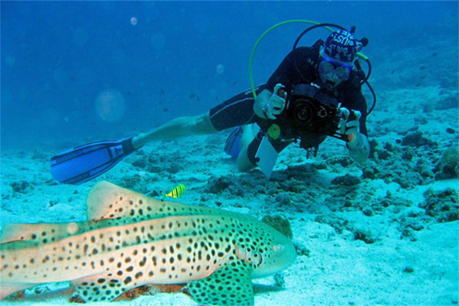 蓝色美人蕉 - 潜水图片1 - Thulhagiri Island Resort  Diving Photo 1