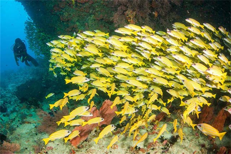中央格兰德 - 潜水和水上运动图片3 - Machchafushi Resort&Spa Maldives Diving & Water Sports Photo 3