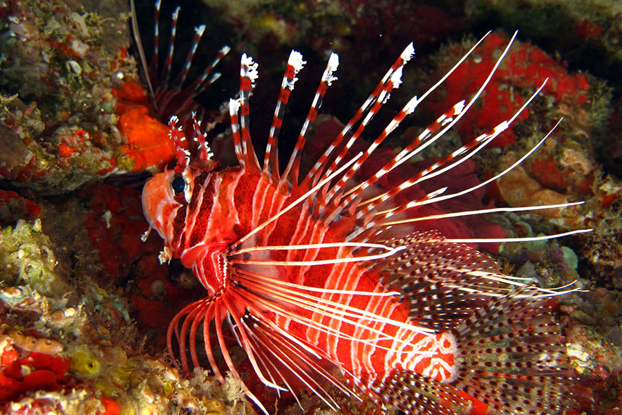 菲亚瓦鲁 - 浮潜&水上运动图片1 - Fiyavalhu Maldives Snorkeling & WaterSports Photo 1