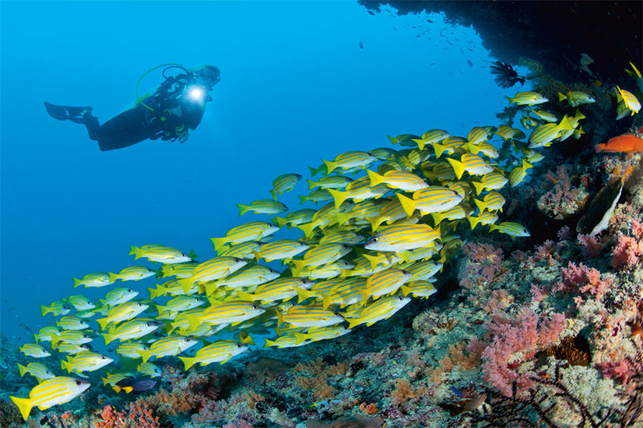 维拉私人岛 - 潜水图片2 - Velaa Private Island Maldives Diving Photo 2