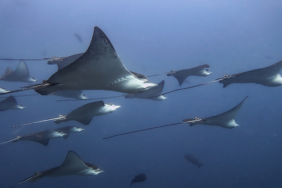 菲哈后岛 - 菲哈潜水图片1 - Fihalohi Resort  Fiha Dive Photo 1