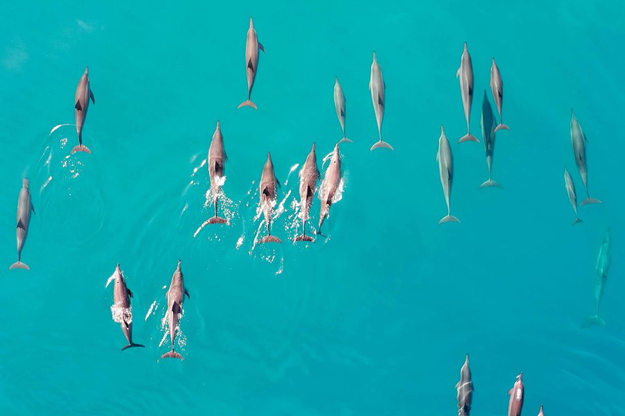 丽思卡尔顿 - 潜水和水上活动图片1 - The Ritz Carlton Maldives Diving and activities Photo 1