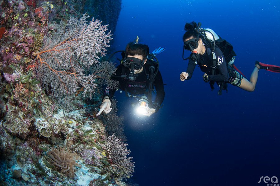 诺库 - 潜水图片2 - Noku Maldives Diving and Snorkeling Photo 2