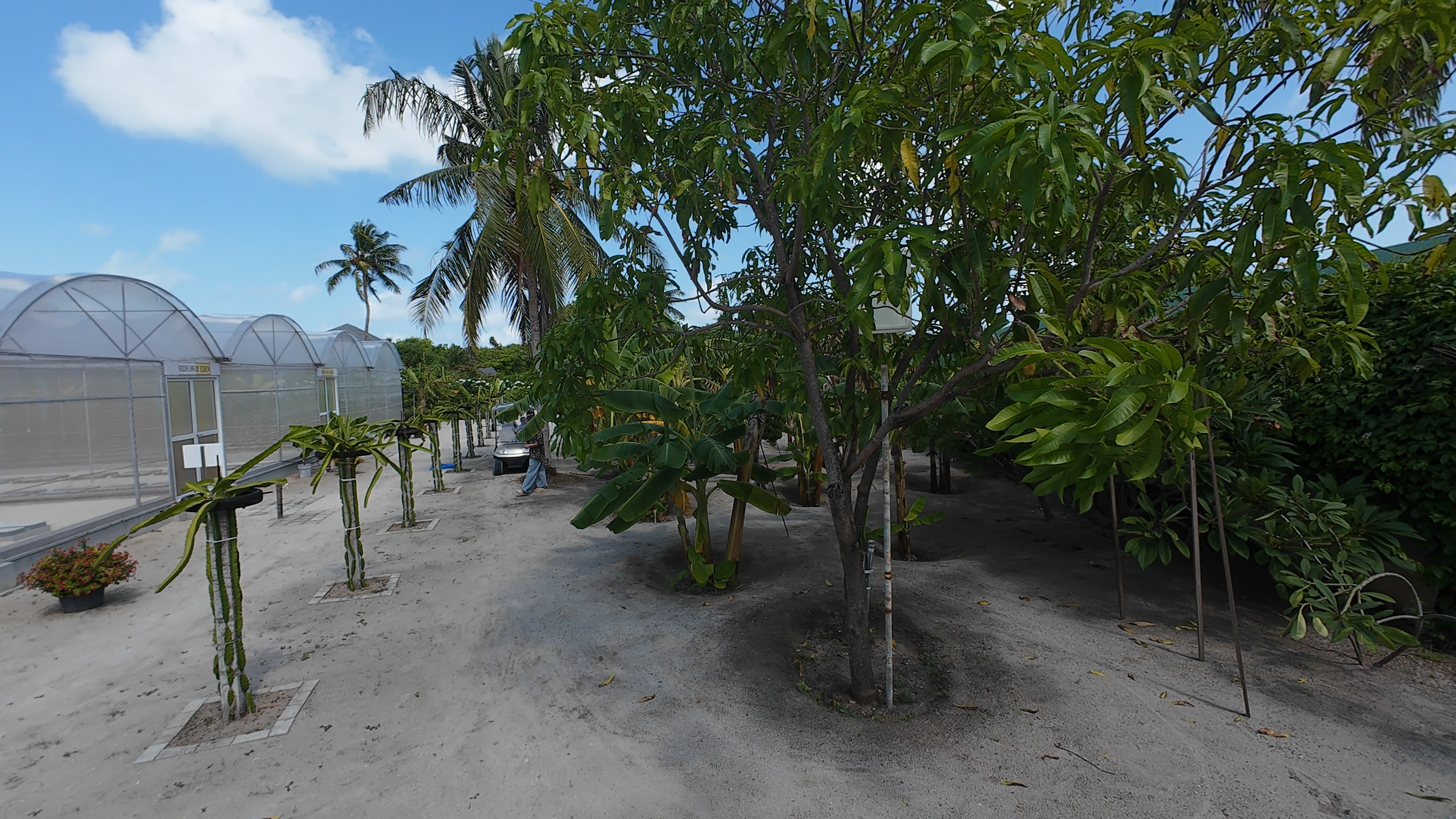 神仙珊瑚 - 蔬果园图片1 - Hideaway Beach Resort &Spa Fruit and vegetable garden Photo 1