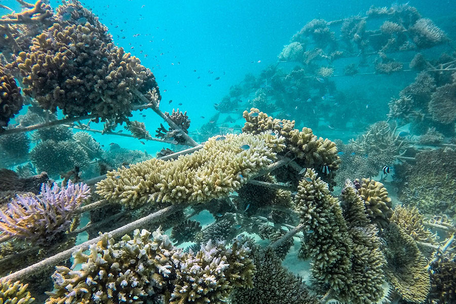 喜来登满月 - 珊瑚繁殖图片2 -  Sheraton Full Moon Island coral reproduction Photo 2