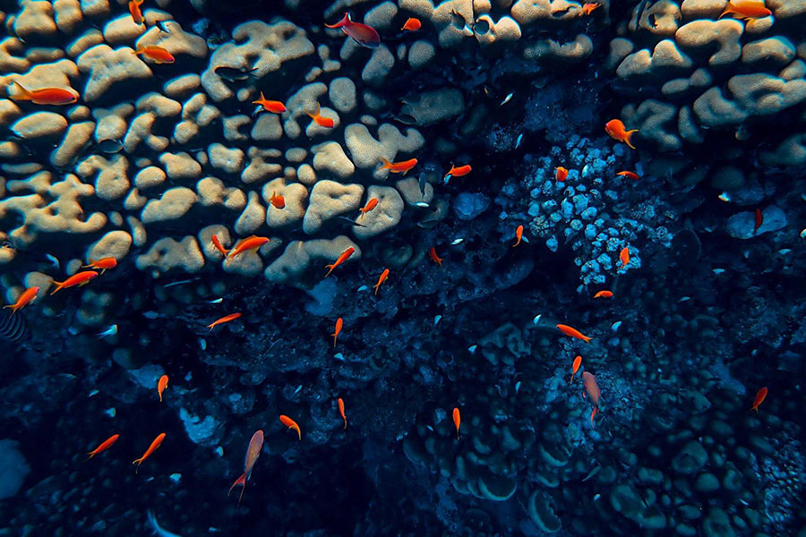 玛雅富士 - 潜水图片4 - Maayafushi Nakai Maldive Resort Diving Photo 4