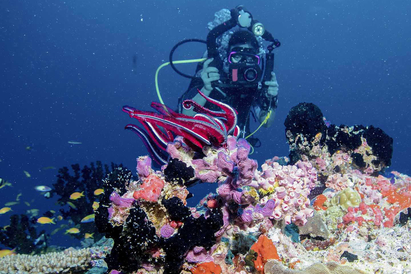 新鲁滨逊努努 - 潜水及水上运动图片1 - Robinson Club Noonu Diving&Water Sports Photo 1