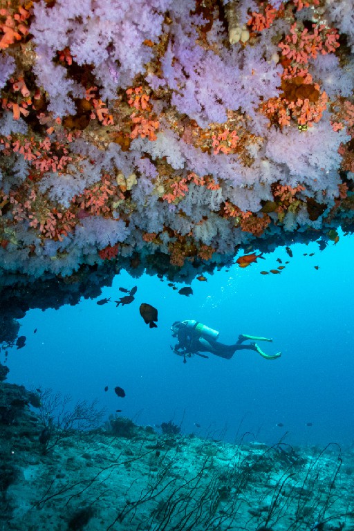 艾瑞雅度 - 潜水/浮潜图片1 - Eriyadu Maldives Dive Photo 1