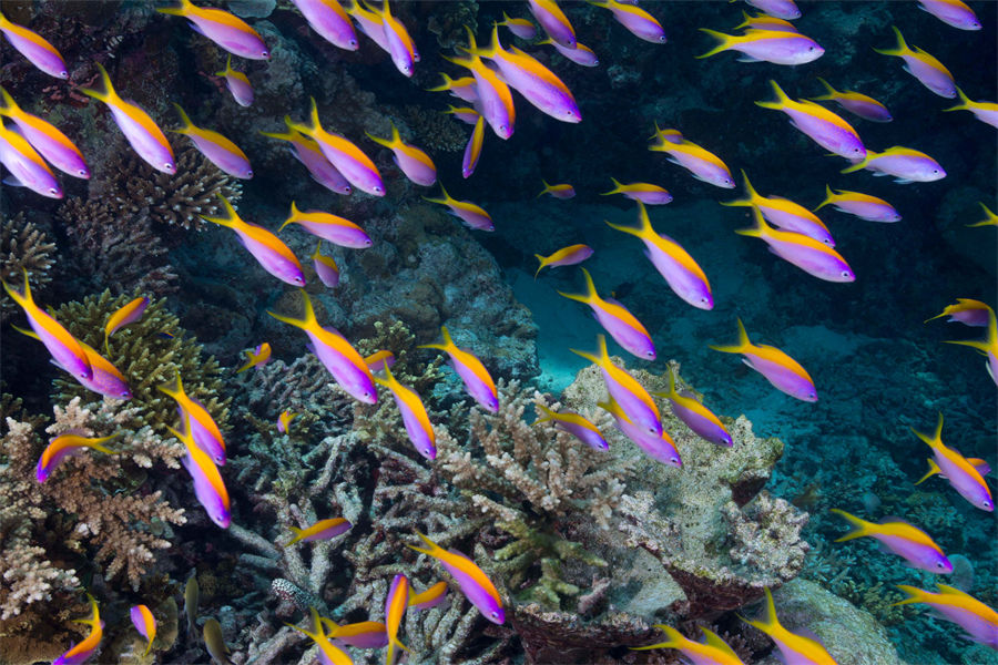 瑞喜敦D - 潜水图片1 -  The Residence Maldives at Dhigurah Diving Photo 1