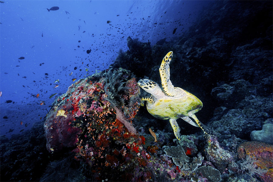 奥露哈林吉利 - 潜水图片1 - OBLU NATURE HelenGeli Diving Photo 1
