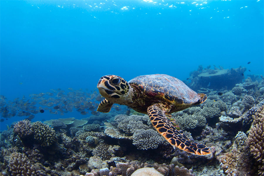 四季兰达吉拉瓦鲁 - 潜水和水上运动中心图片3 - Four Seasons Landaa Giraavaru Diving & Water Sports Photo 3
