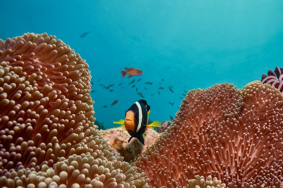 科拉科拉 - 水上中心和潜水图片4 - Coracora Maldives Water World Photo 4