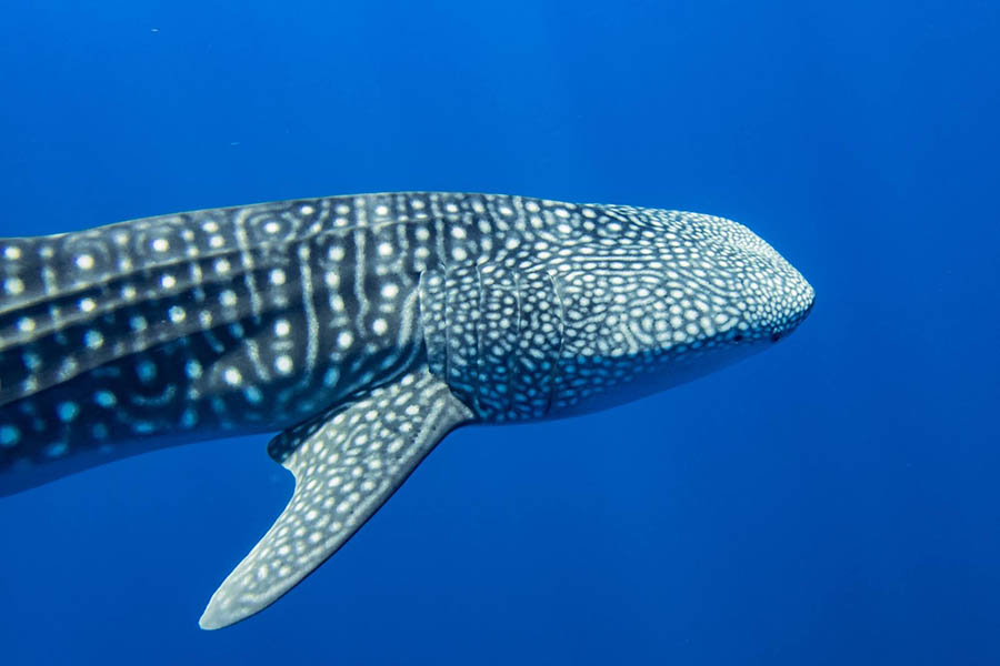 隐居岛 - 鲸鲨追逐图片1 - Drift Thelu Veliga Retreat Maldives Whale Shark Point                  Photo 1
