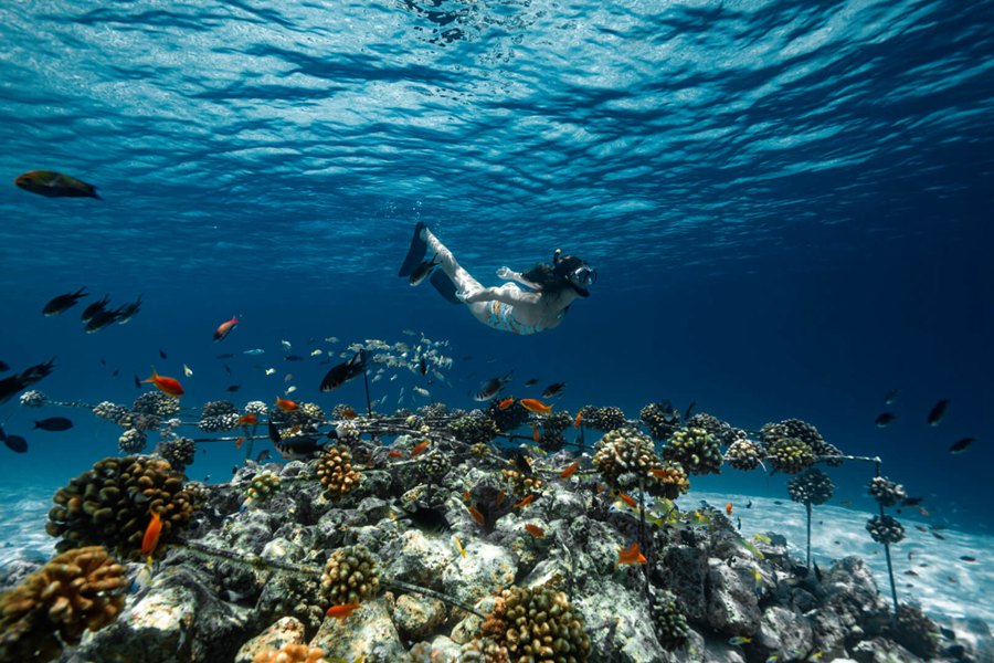 富士法鲁 - 海底游乐场图片1 - Fushifaru Maldives Diving Photo 1