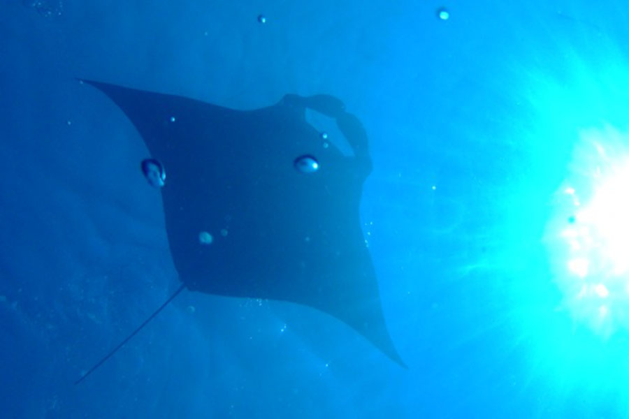 库达富士 -  浮潜和水上运动图片3 - Kudafushi Resort & Spa Diving & Watersports Photo 3
