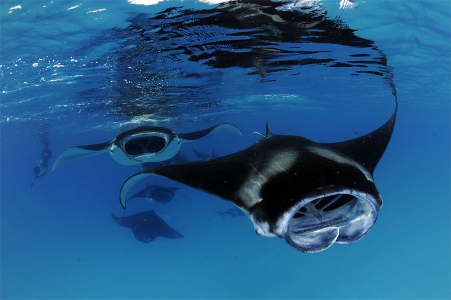 洲际 - 海洋探索中心图片3 - InterContinental Maldives Maamunagau Marine Exploration Center Photo 3