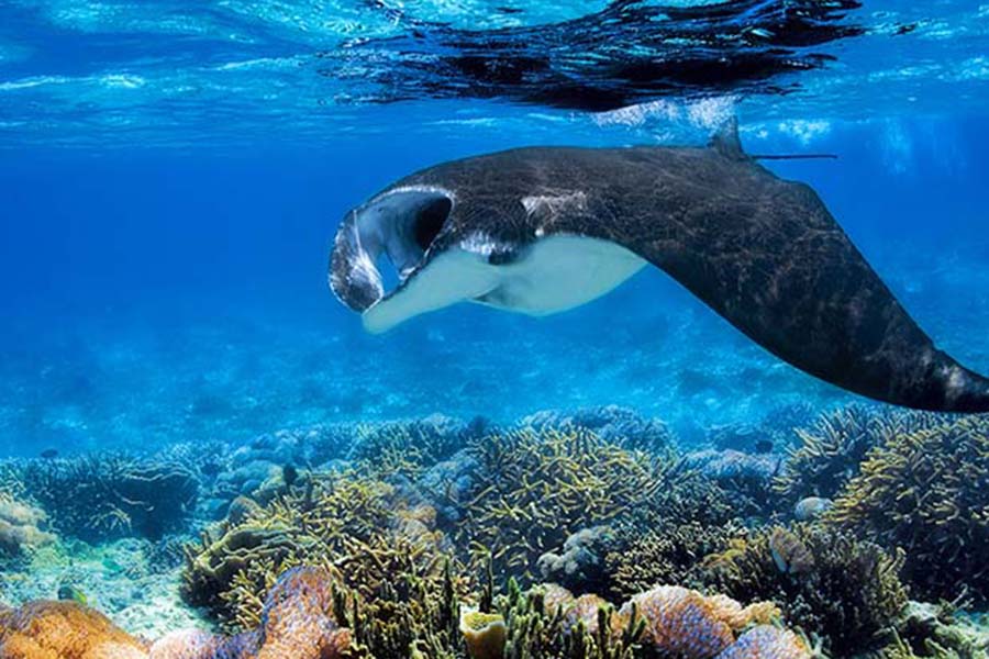 贾瓦卡拉 - 潜水图片1 - Jawakara Islands Maldives Diving Photo 1
