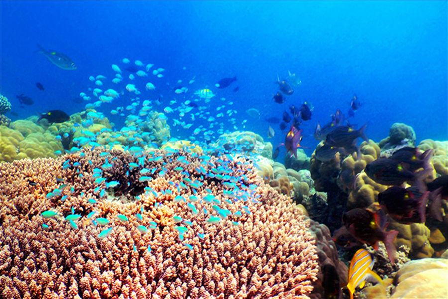白马庄园 - 潜水&水上运动图片2 - Cheval Blanc Randheli Diving & Water Sports Photo 2