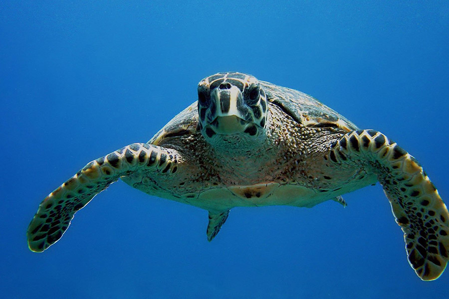 卡曼都岛 -  水上运动 & 浮潜图片3 - Komandoo Maldives Island Resort & Spa Watersports & Dive Photo 3