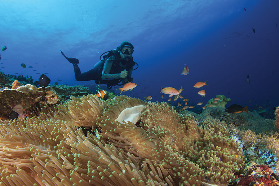 萨芙莉 - 浮潜 & 水上运动图片4 - Safari island Dive & Watersports Photo 4