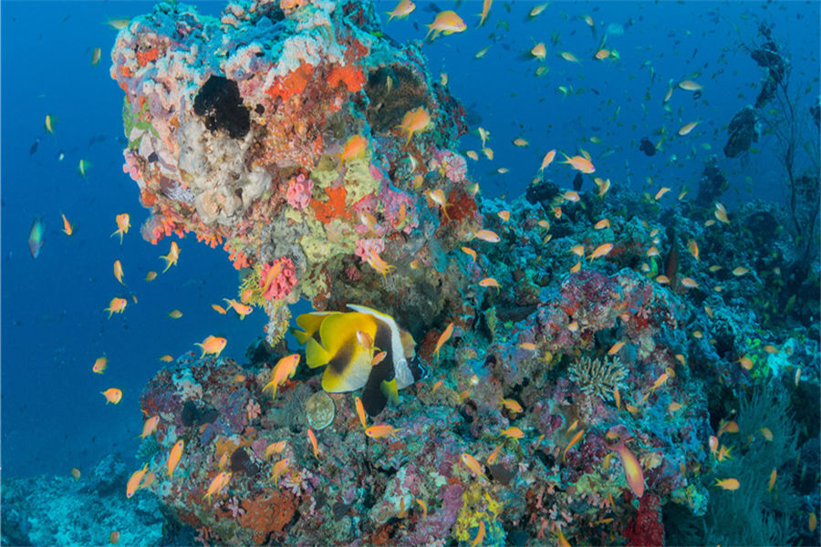 米莱度 - 潜水和水上运动图片3 - Milaidhoo Island Maldives Diving & Water Sports Photo 3