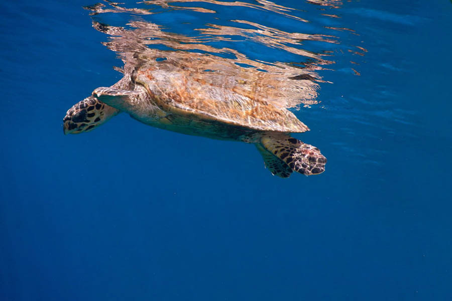 鲁滨逊 - 浮潜图片4 - Robinson Club Maldives Snorkeling Photo 4