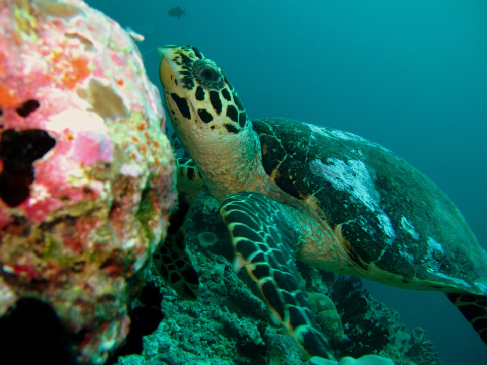 艾瑞雅度 - 潜水/浮潜图片3 - Eriyadu Maldives Dive Photo 3