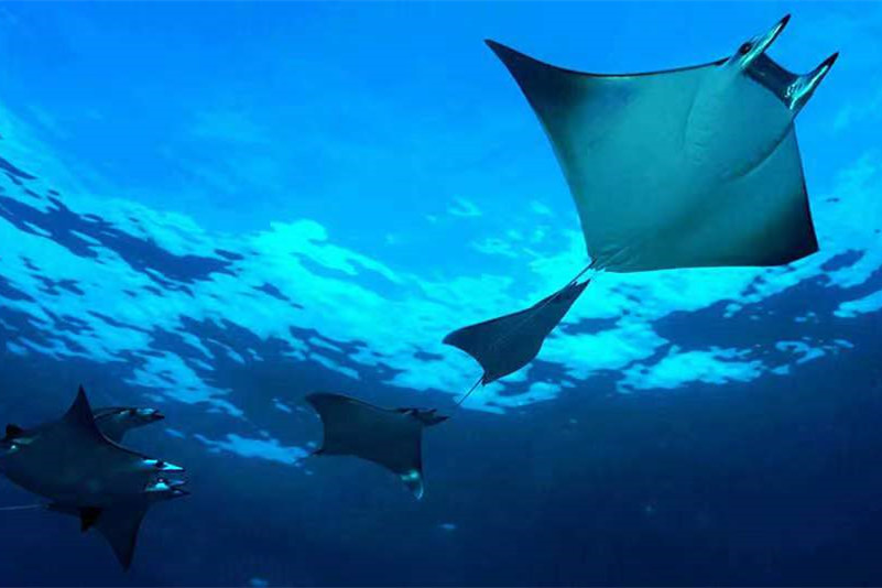迪加尼 - 潜水和水上运动图片3 - Dhigali Maldives  Photo 3