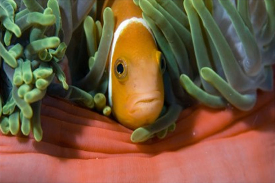 希娜蒙哈库拉 - 潜水图片3 - Cinnamon Hakuraa Huraa Maldives Diving Photo 3