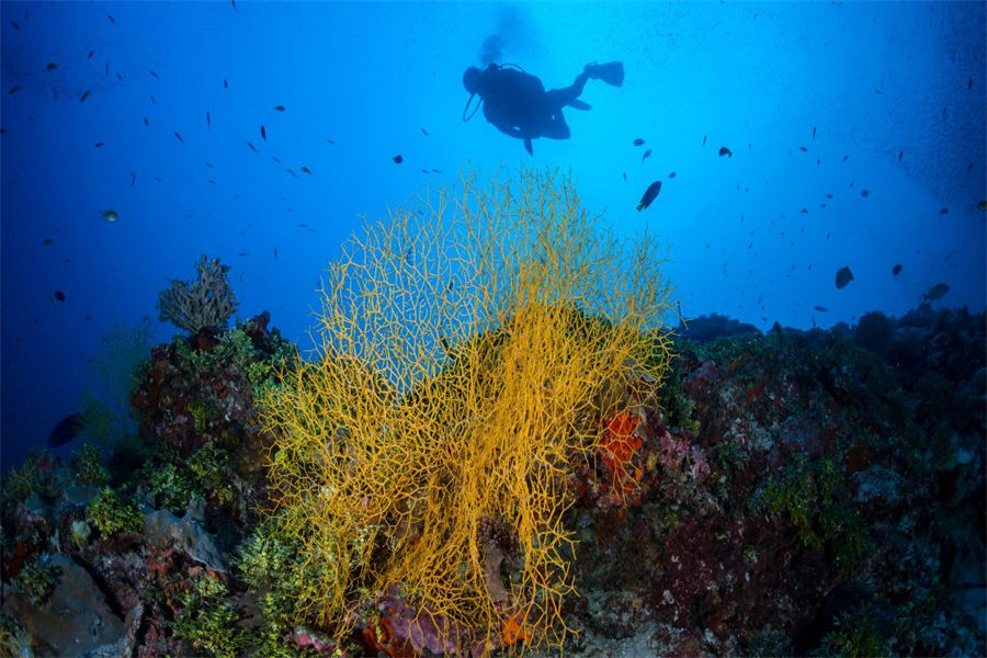 玛丽富士 - 潜水活动图片3 - Maalifushi by COMO，Maldives Diving Photo 3