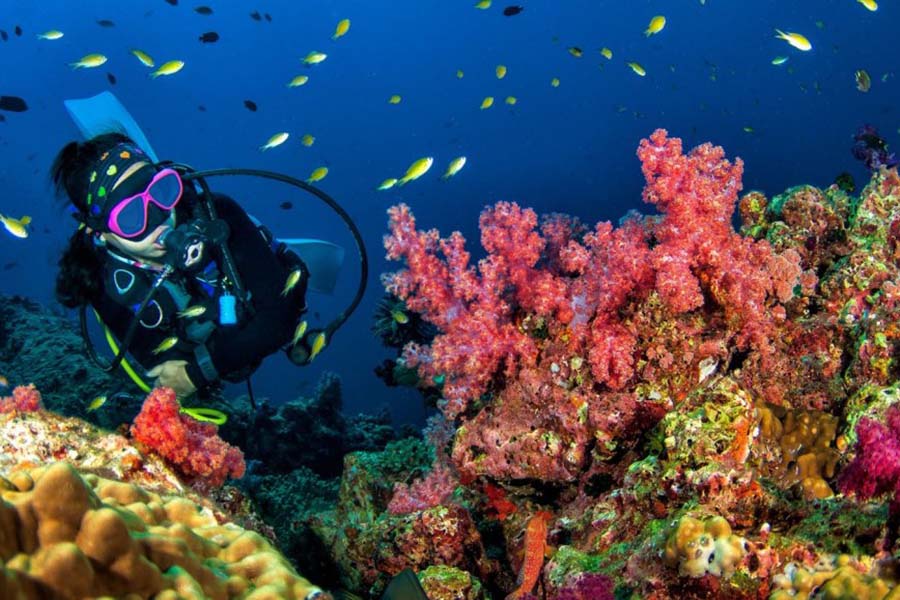 贾瓦卡拉 - 潜水图片2 - Jawakara Islands Maldives Diving Photo 2