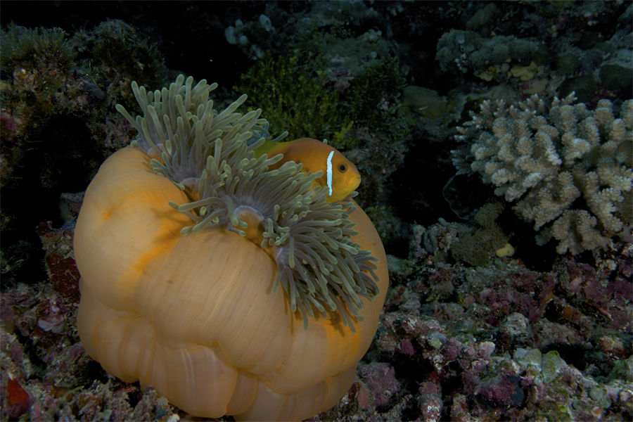 富士法鲁 - 海底游乐场图片4 - Fushifaru Maldives Diving Photo 4