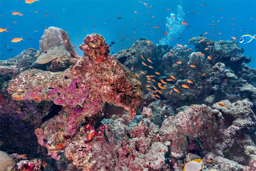 绚丽 - 潜水图片1 - Adaaran Club Rannalhi    Diving Photo 1