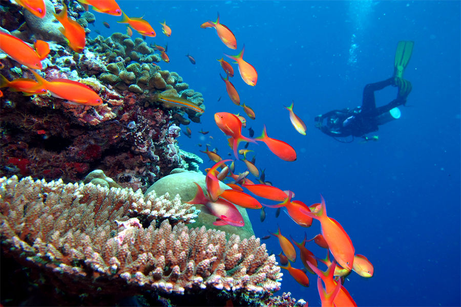 坎迪玛 - 潜水和水上运动图片3 - Kandima Maldives Diving & Water Sports Photo 3