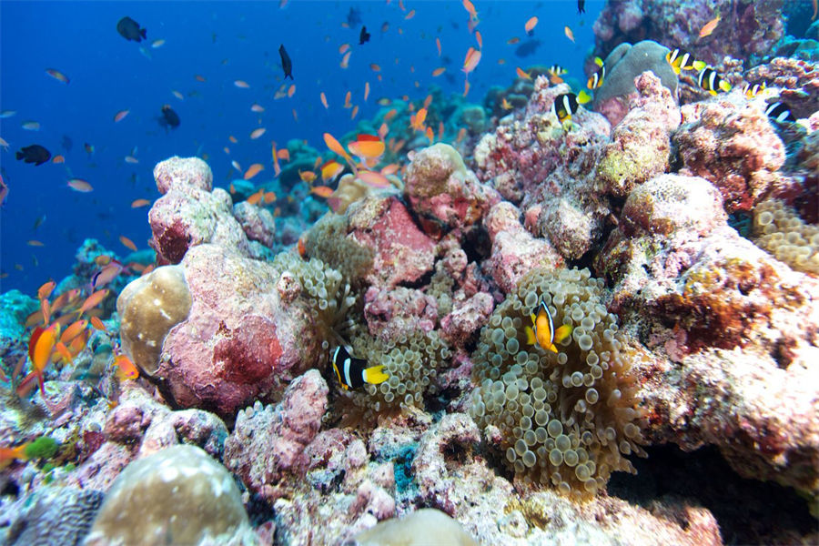 芙拉瓦丽 - 潜水图片1 - Hurawalhi Maldives Diving Photo 1