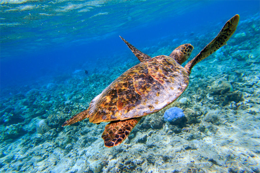 奥露哈林吉利 - 潜水图片2 - OBLU NATURE HelenGeli Diving Photo 2