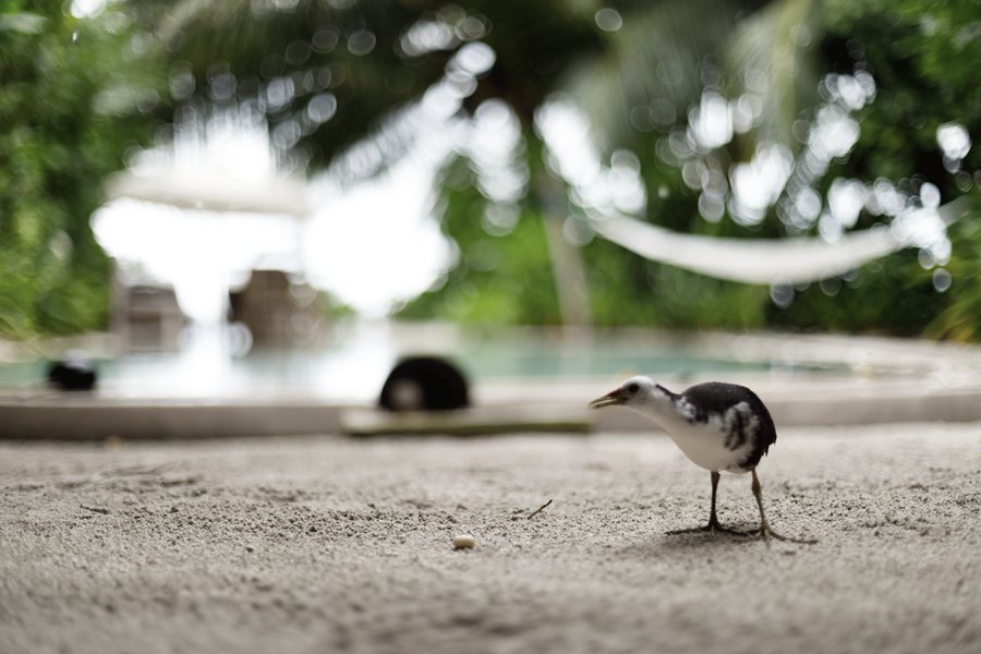 索尼娃富士 - 小精灵在身边图片3 - Soneva Fushi Wildlife Photo 3