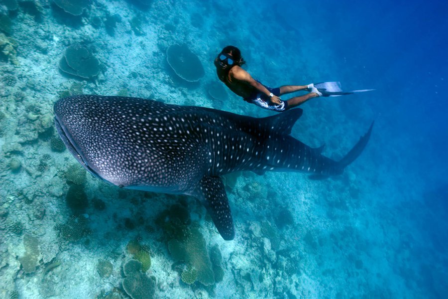 奥瑞格马富士瓦鲁 - 水上活动和潜水图片2 - Outrigger Maldives Maafushivaru Resort Water Sports&Diving Photo 2