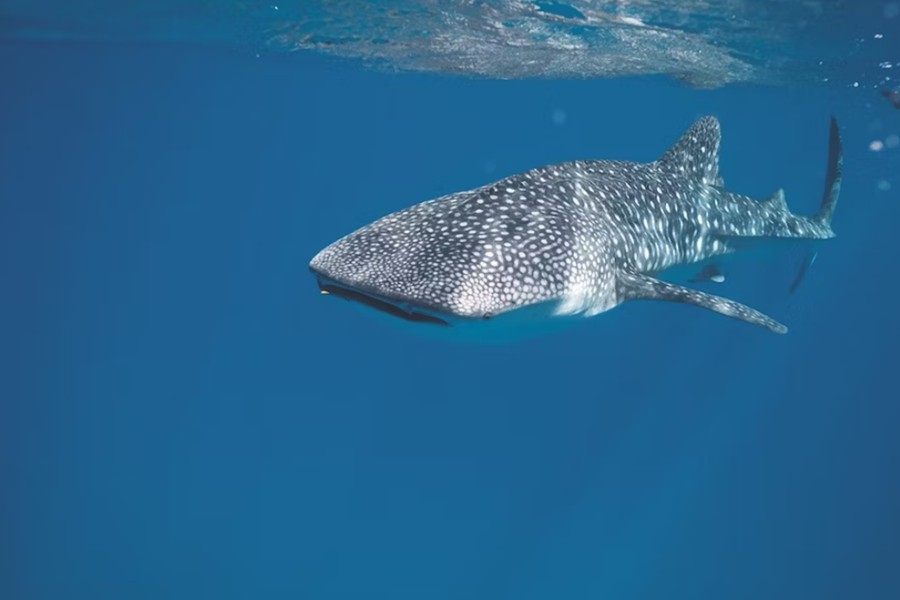 别墅公园岛（太阳岛） - 浮潜&鲸鲨之旅图片4 - Villa Park, Sun Island Snorkeling&Whale shark trip Photo 4
